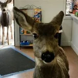 Hommikujutt hirvedest