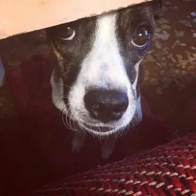 Meie armas Laika